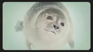 Judy Collins & Jonas Fjeld - Northwest Passage (Lyric Video)