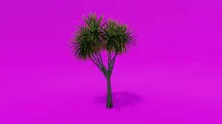 Trees Green Screen -  Palm Cabbage Tree A