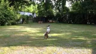 Boxer Dog Early Chases Remote Control Helicopter!