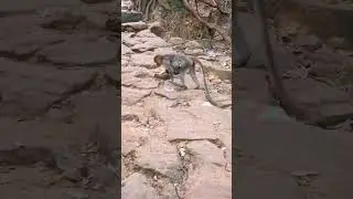 Monkey #shorts #short #shortvideo #shortsvideo #trending #viral #viralvideo #status #bts #ytshorts