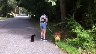 Taking a Stroll
