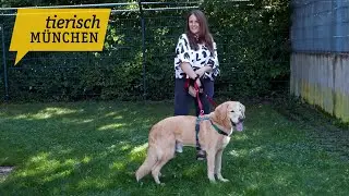 Tierisch München: Katzenduo Hinky und Pinky wollen ausziehen und Goldi Timmy sucht einen Hospizplat