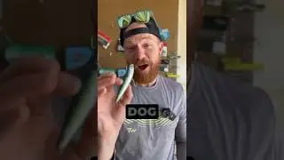 3 topwater dog 🐕 walking tips #bassfishing