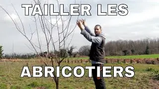 {TUTORIAL} How to prune apricot trees? How to prune goblet stone fruit trees?