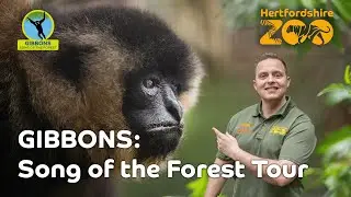 NEW Gibbons: 'Song of the Forest' Tour! 🔴