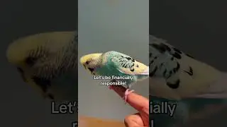 Umm😭 #parrot #parrots #animals #pets #dog #poodle #birds #reptiles #birb #shorts #reels