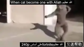 Cat whipping dat nae nae