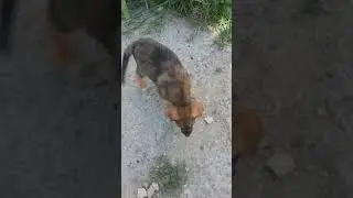Маленький щенок в станице Анапской
