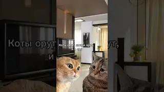 Тренд мемы с котами) 