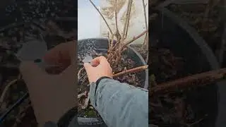 Для полива голубики и других растений в горшках самое то👍