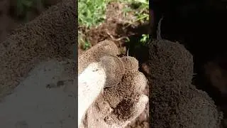 Портретное серебро #кладоискатель #metaldetecting #коп #coin #металлоискатель #metaldetector #md #мд