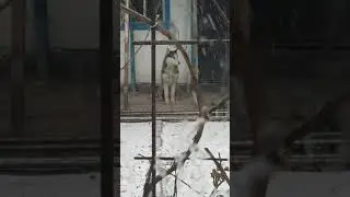 Хаски