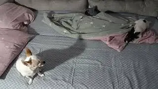 Как живут щенок и взрослая собака 😂🤗🥰 How are the puppy and the adult dog doing