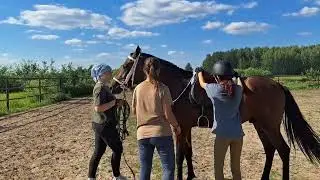 заездка молодого жеребца.  Прогулка в тумане....