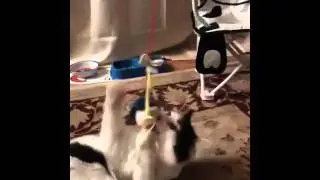 Ozzy The Cat Playing With His Toy