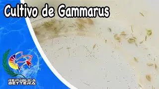 Como iniciar un cultivo de gammarus