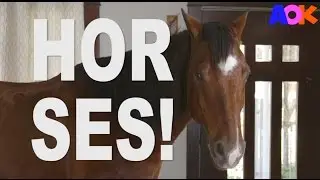 HORSES DON'T BELONG IN THE HOUSE!