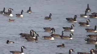 200+ CANADA GEESE  ❌🪿🪿🪿making plenty of noise on a September afternoon @redfox111🎥 🚶‍♂️👀🪿🪿‼️🎥 ⏰👌