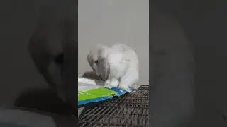thỏ cute