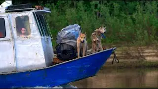 Fluffy gang on the Yenisei. The bear ran into it himself, Taimen on Kellogg got a great bite....