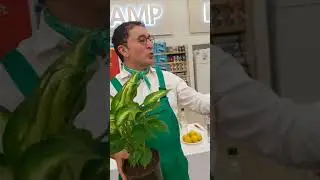 YATAK ODASINDA BİTKİ BULUNDURMAK ZARARLI DEĞİLDİR.