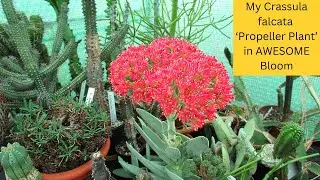 My Crassula falcata ' Propeller Plant' in AWESOME Bloom 