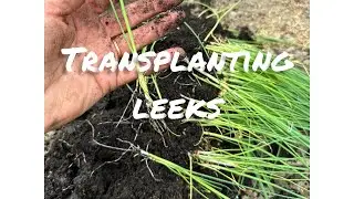 Transplant leeks #selfsufficiency