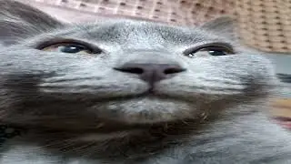 ЭДИТ С ГОНОМ И ДОНОМ ОЧЕНЬ МИЛА НЯШНА   :3