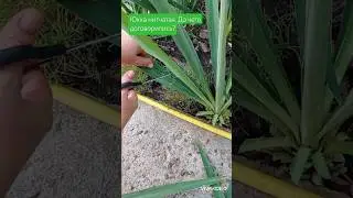 Юкка. Опять стригу! #сад #plants #дача #стрижка