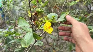 Chiều Quê Những Ngày Cận Tết