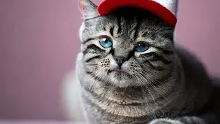 Funny Cat | Cat laughing| Cat Lovers | Smiley Cat | kids Cat video| Cat 😺😻😺 | funny animal video 😂😂