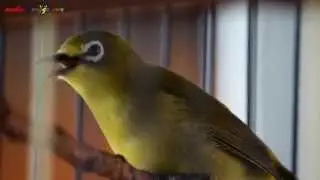 SUARA BURUNG : Pleci Dakun Gacor ( Joko Tingkir )