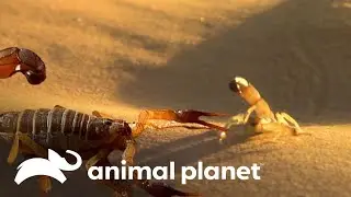 Escorpiões e um dos venenos mais letais da natureza | Lei da Sobrevivência | Animal Planet Brasil