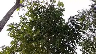 ANANDA MARGA GURUKUL UNIVERSITY CAMPUS