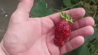 Купчиха, первые ягоды