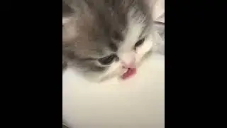 baby kucing paling lucu di suapin susu