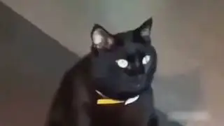 О чём думают коты