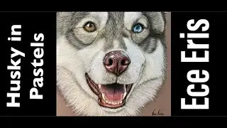 Realistic Husky in Pastel Pencils