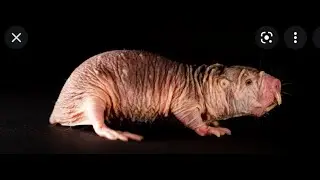 Naked Rat (kind of a music video)