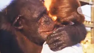 The girl saved the chimpanzees from death, 18 years later they...
