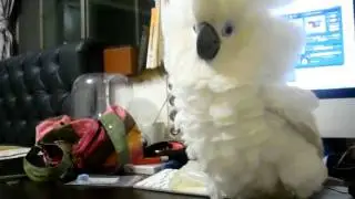 藍眼鳳頭巴丹-抓狂....