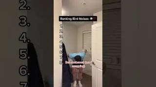 Ranking Bird Noises 🐦💯 Insp. By 