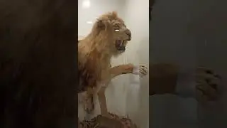 Hayvanat bahçesinde ufak bir Gezi