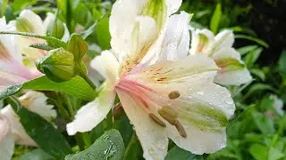 Alstroemeria Inticancha Magic White