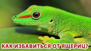 КАК ИЗБАВИТЬСЯ от ЯЩЕРИЦ на ДАЧЕ