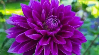 Dahlia Plants are now in full bloom! Zone 6a