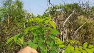 Моя акация принялась