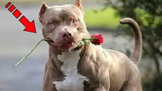 The old fighting dog was thrown out into the street. You won't believe what he did!