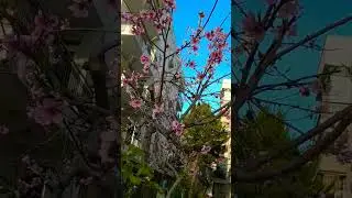 #shortvideo #vlog #status #video