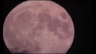 PINK MOON (cover by Emma Louise)